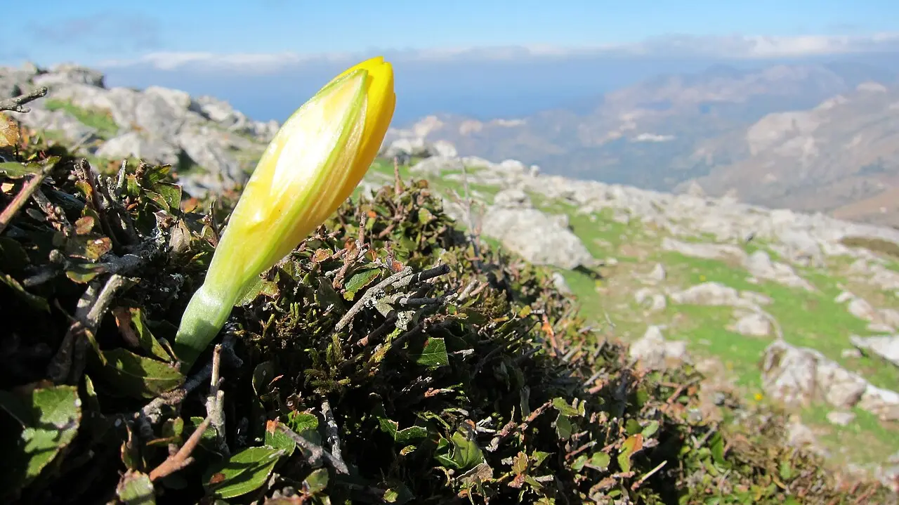 Autumn flora on the slopes of the Zas massif, Naxos